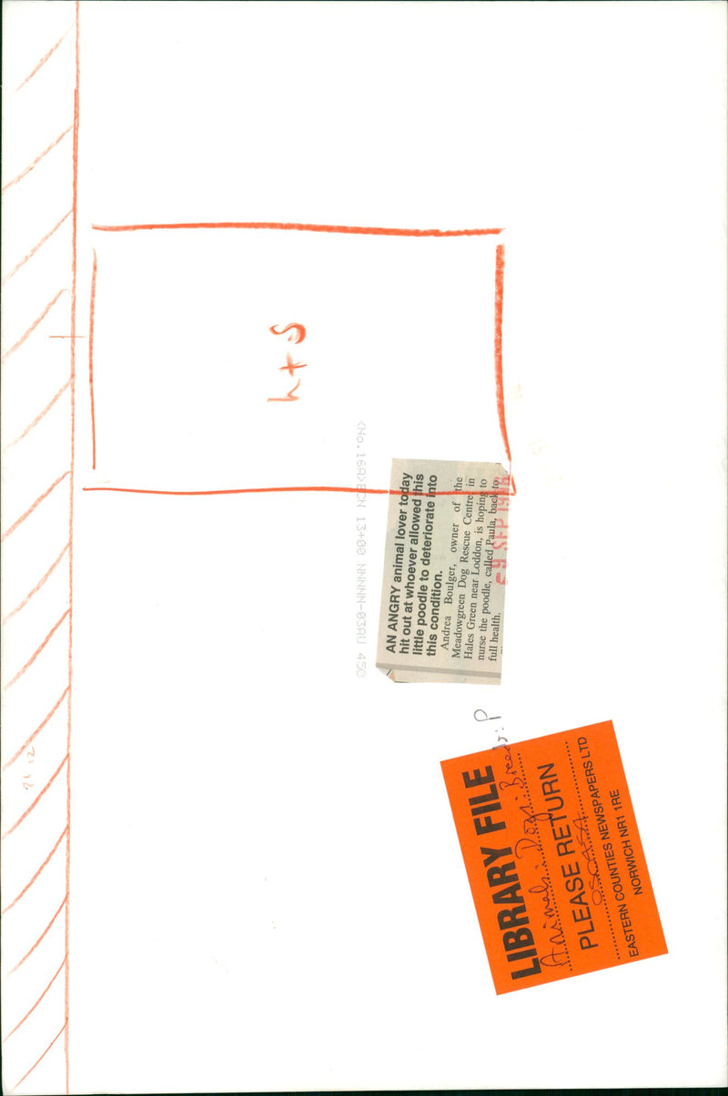 Animals : Dogs Breeds - Vintage Photograph