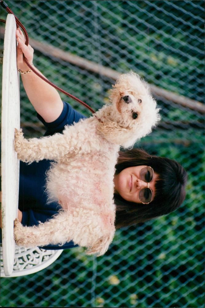 Animals : Dogs Breeds - Vintage Photograph