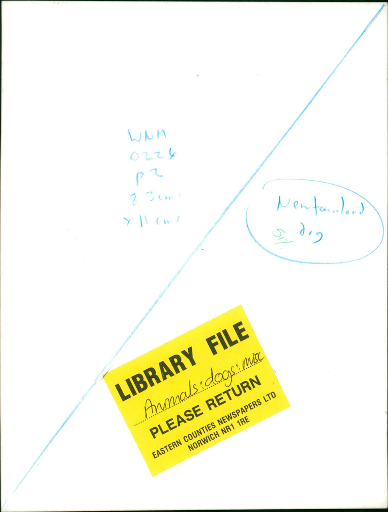 Animals : Dogs Breeds - Vintage Photograph