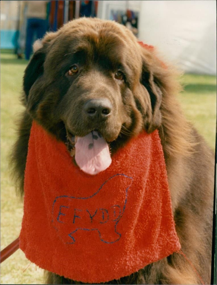 Animals : Dogs Breeds - Vintage Photograph