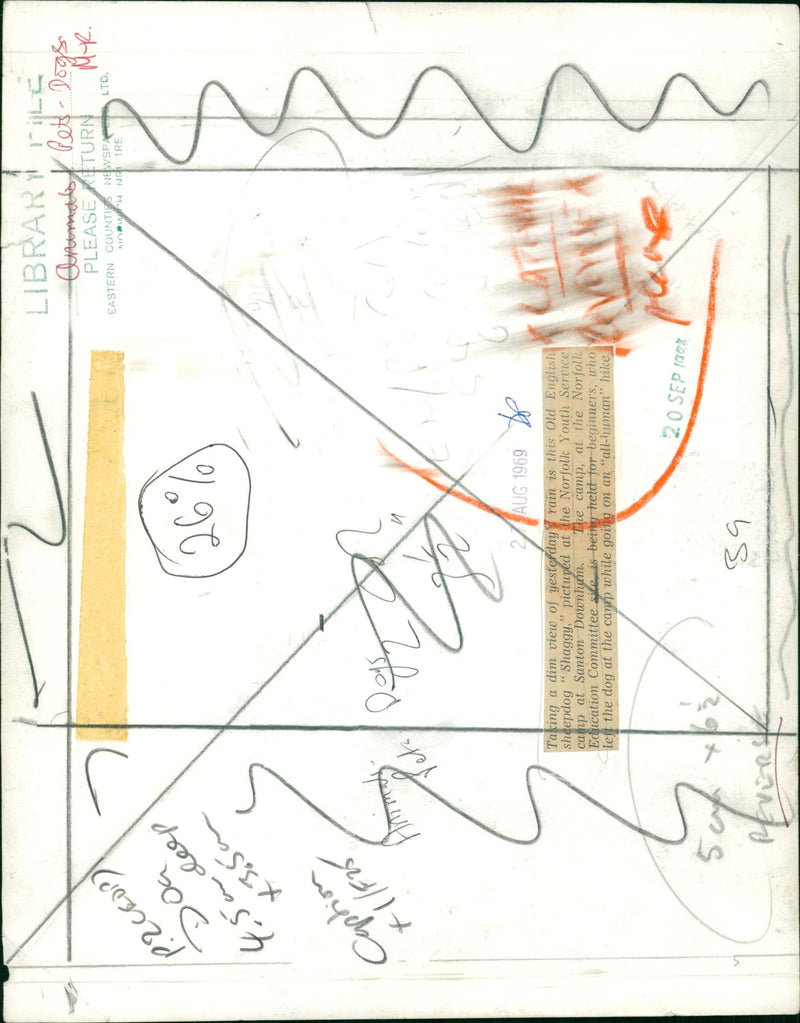 Animals : Dogs Breeds - Vintage Photograph