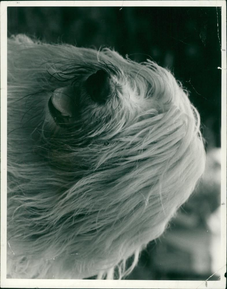 Animals : Dogs Breeds - Vintage Photograph