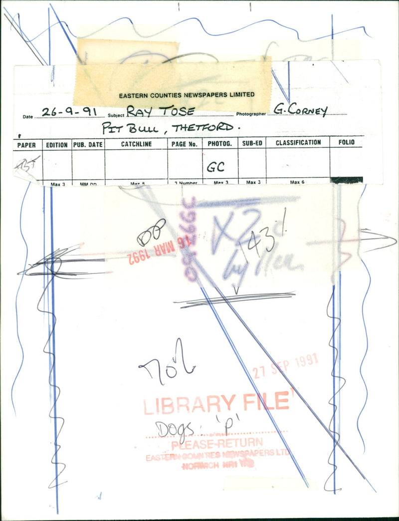 Animals : Dogs Breeds - Vintage Photograph