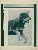 Animals : Dogs Breeds - Vintage Photograph
