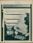 Animals : Dogs Breeds - Vintage Photograph