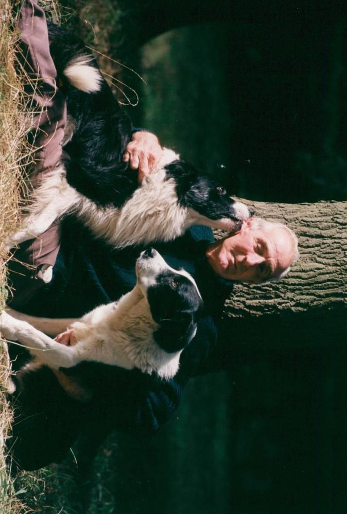 Animals : Dogs Breeds - Vintage Photograph