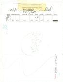 Animals : Dogs Breeds - Vintage Photograph