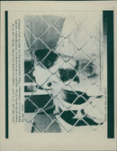 Animals : Dogs Breeds - Vintage Photograph