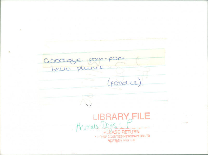 Animals : Dogs Breeds - Vintage Photograph