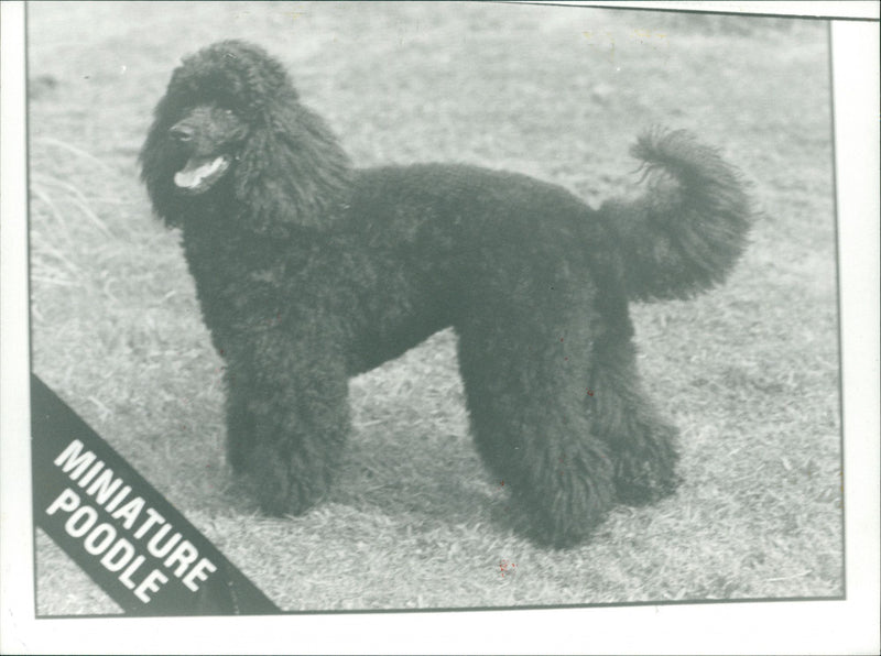 Animals : Dogs Breeds - Vintage Photograph