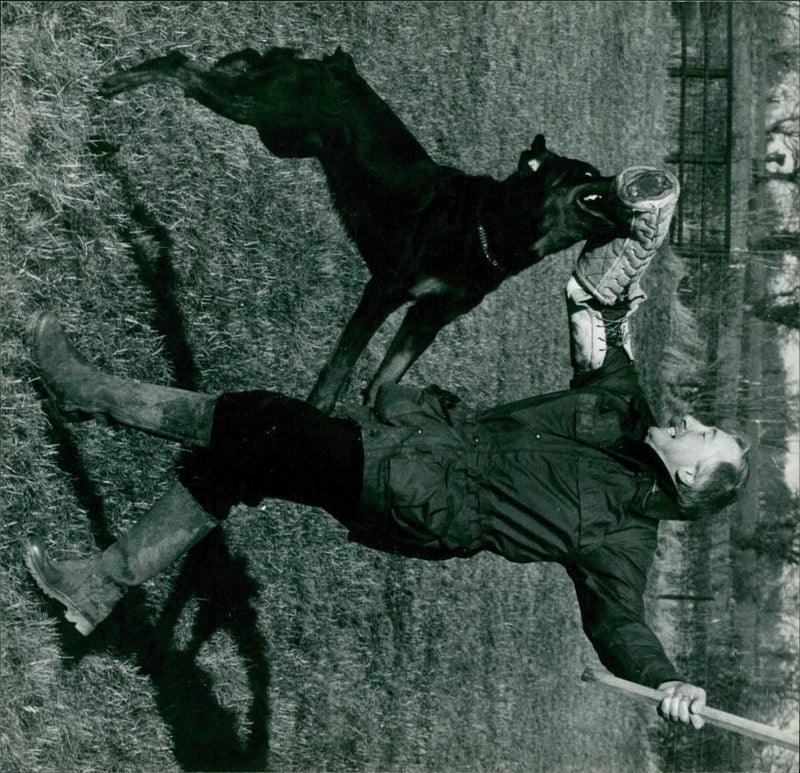 Animals : Dogs Breeds - Vintage Photograph