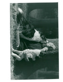 Animals : Dogs Breeds - Vintage Photograph
