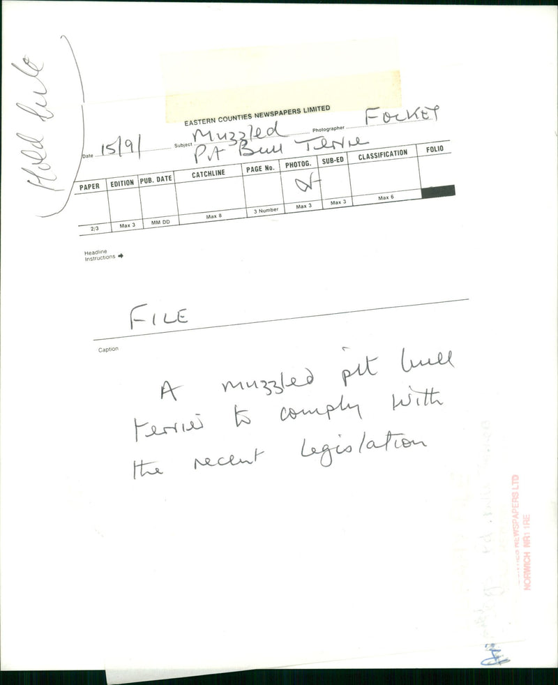 Animals : Dogs Breeds - Vintage Photograph