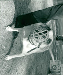 Animals : Dogs Breeds - Vintage Photograph