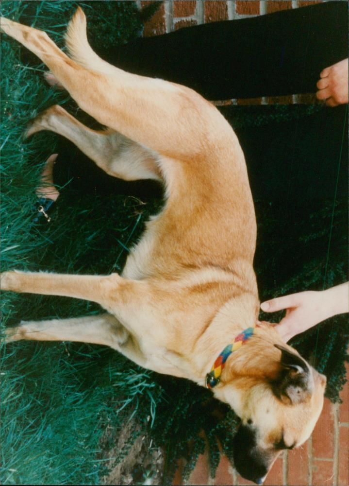 ANIMALS : DOGS: BREEDS M - R - Vintage Photograph