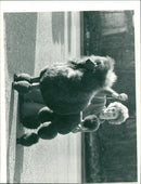 ANIMALS : DOGS: BREEDS M - R - Vintage Photograph