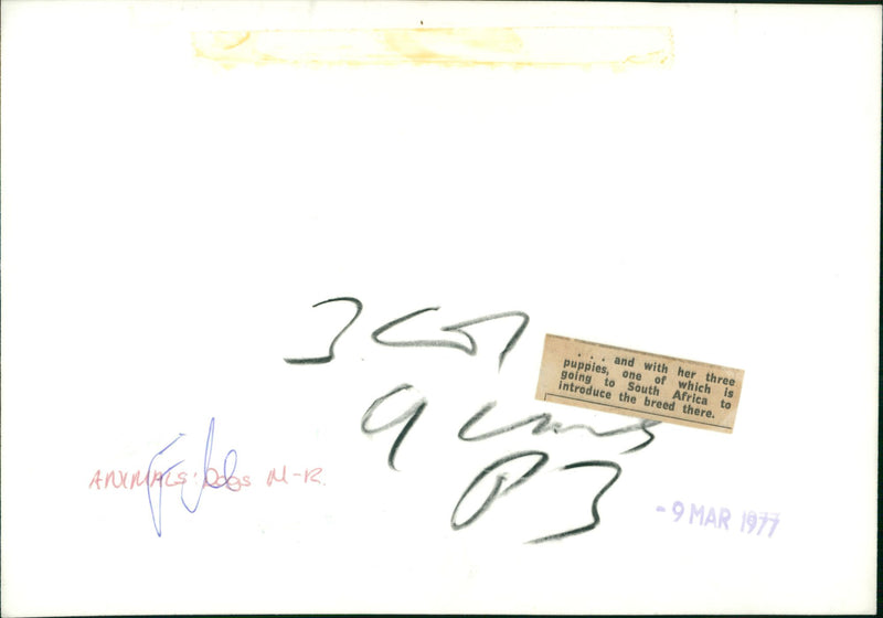 ANIMALS : DOGS: BREEDS M - R - Vintage Photograph