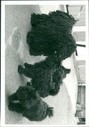 ANIMALS : DOGS: BREEDS M - R - Vintage Photograph