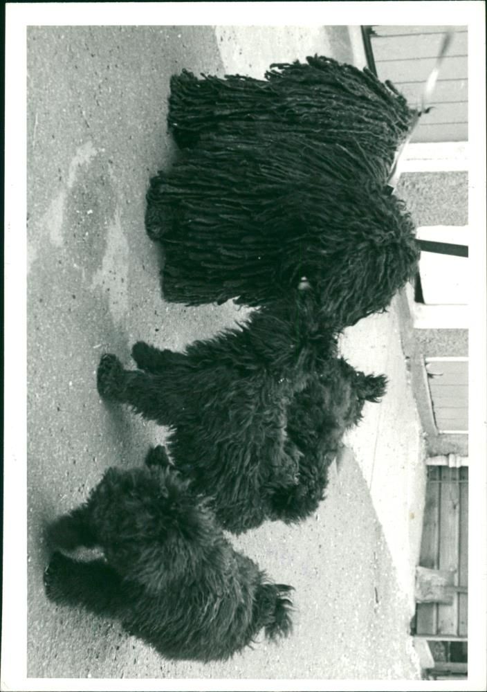 ANIMALS : DOGS: BREEDS M - R - Vintage Photograph