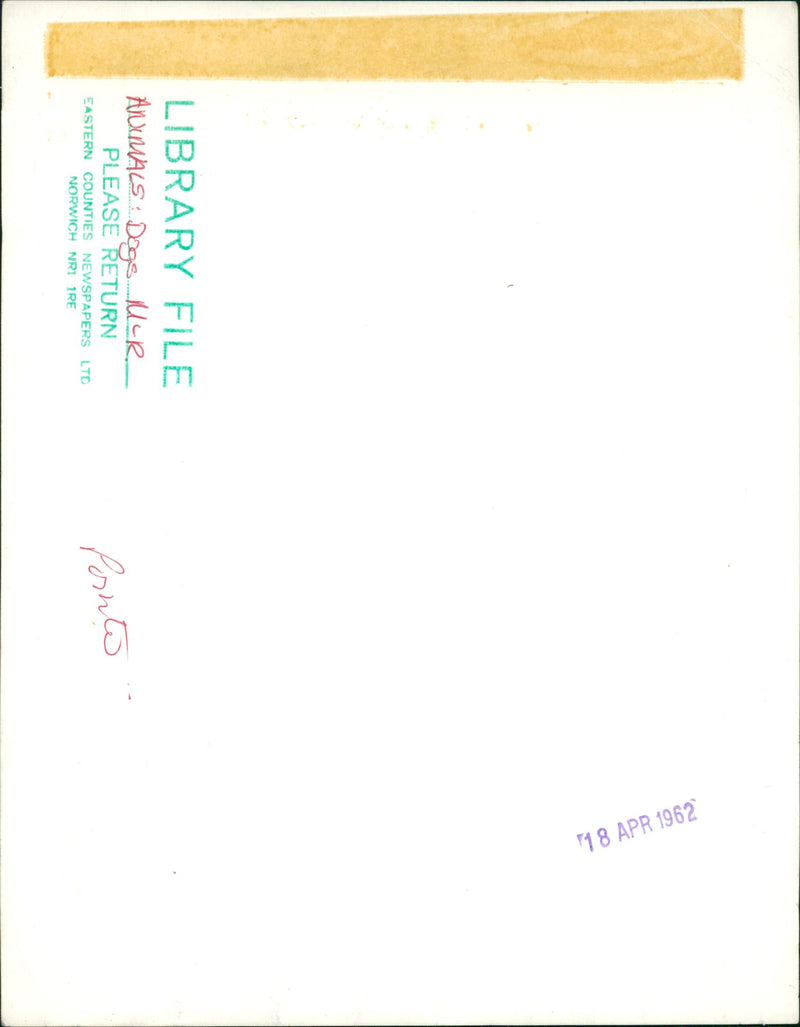 ANIMALS : DOGS: BREEDS M - R - Vintage Photograph