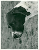 ANIMALS : DOGS: BREEDS M - R - Vintage Photograph