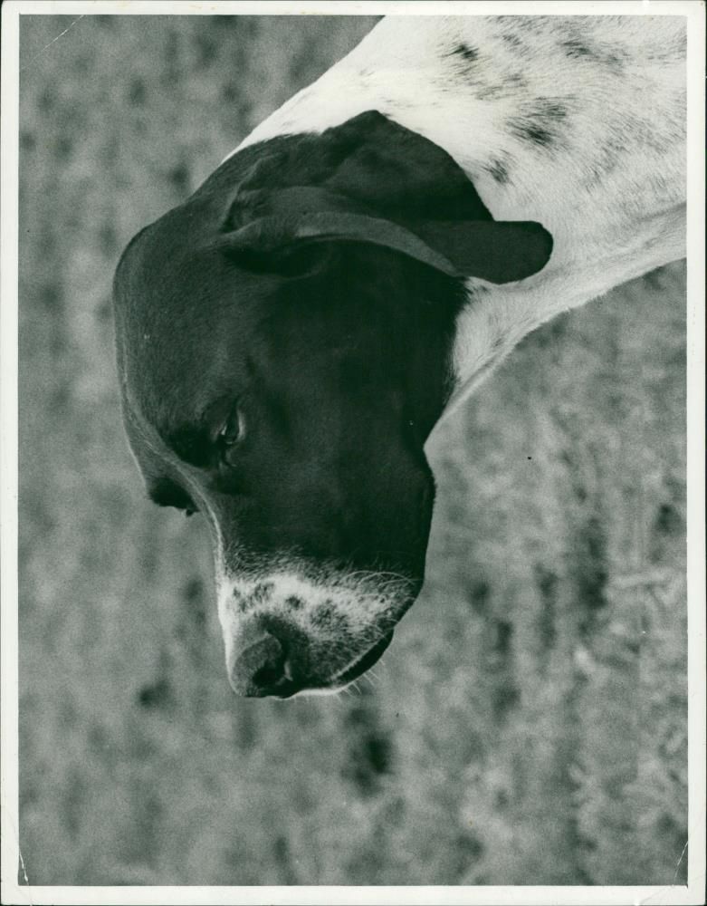 ANIMALS : DOGS: BREEDS M - R - Vintage Photograph