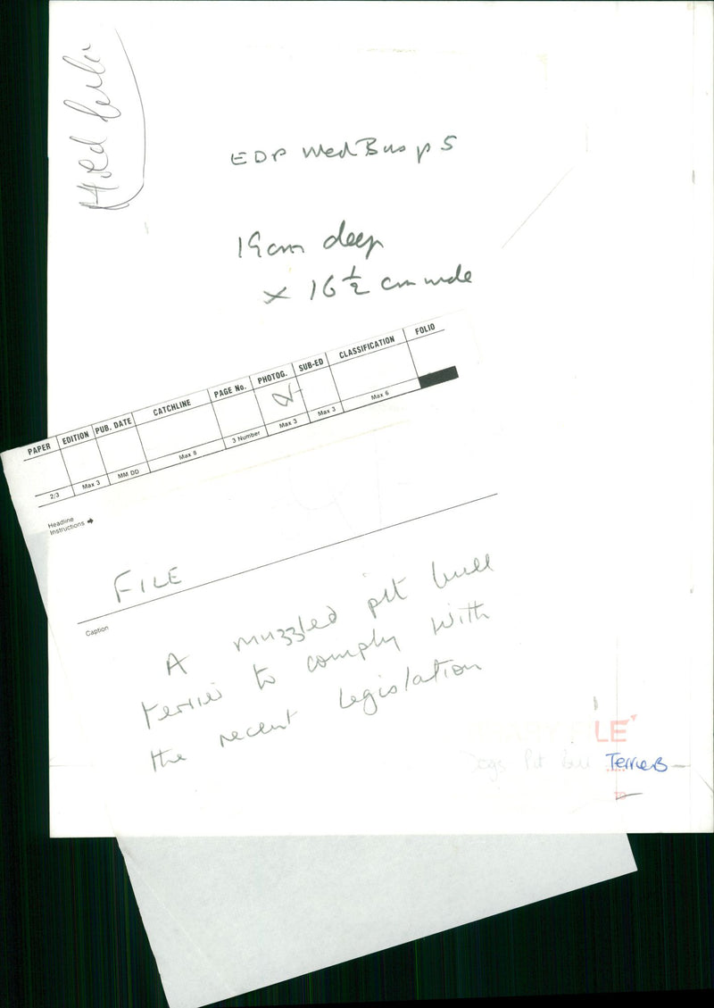 ANIMALS : DOGS: BREEDS M - R - Vintage Photograph