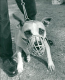 ANIMALS : DOGS: BREEDS M - R - Vintage Photograph