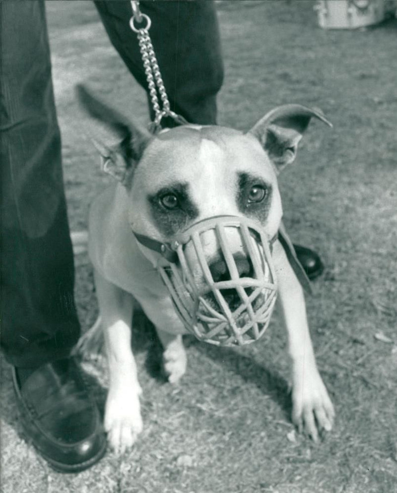 ANIMALS : DOGS: BREEDS M - R - Vintage Photograph