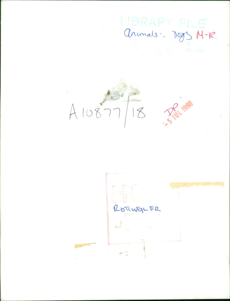 ANIMALS : DOGS: BREEDS M - R - Vintage Photograph