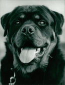 ANIMALS : DOGS: BREEDS M - R - Vintage Photograph