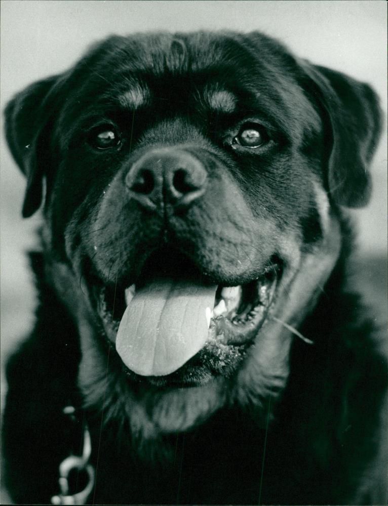 ANIMALS : DOGS: BREEDS M - R - Vintage Photograph
