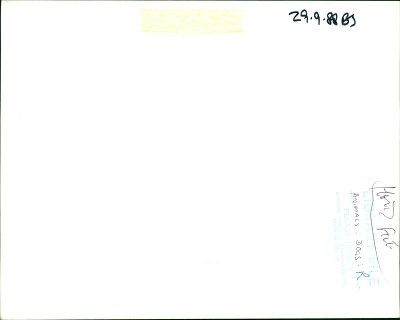 ANIMALS : DOGS: BREEDS M - R - Vintage Photograph