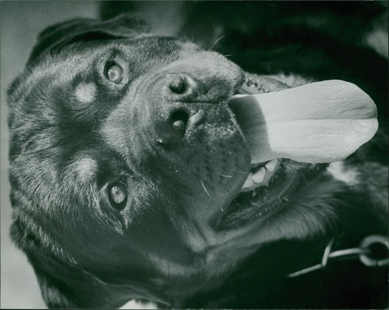 ANIMALS : DOGS: BREEDS M - R - Vintage Photograph