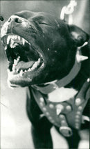 ANIMALS : DOGS: BREEDS M - R - Vintage Photograph