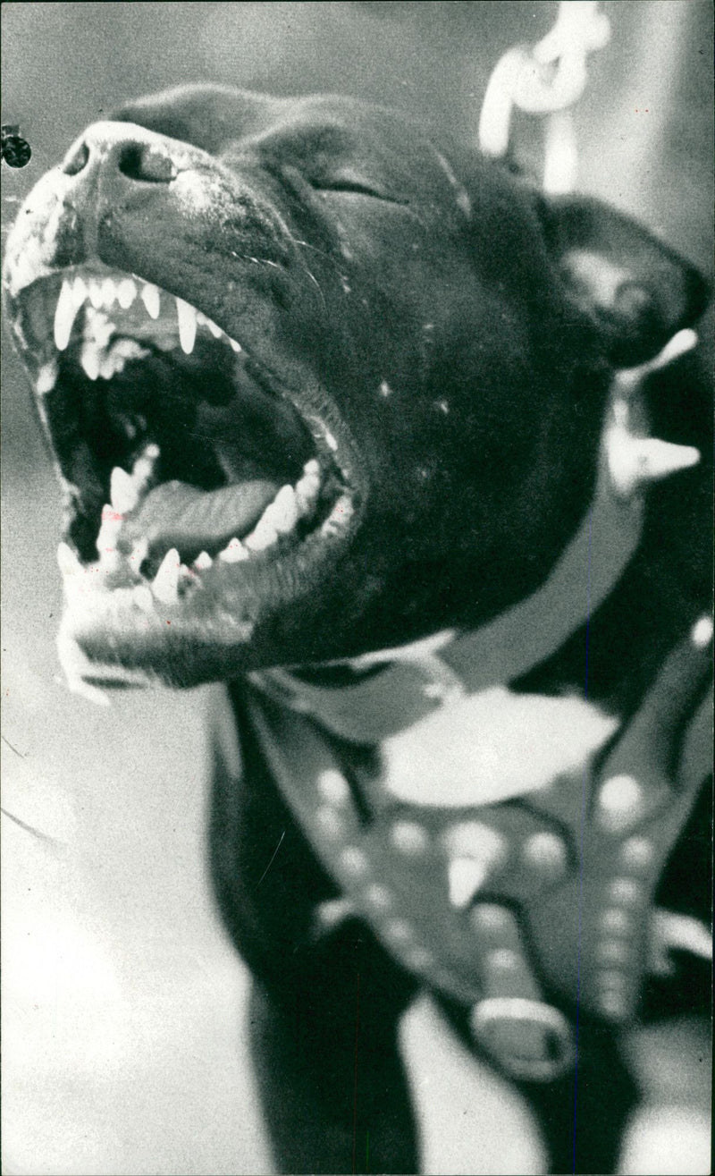 ANIMALS : DOGS: BREEDS M - R - Vintage Photograph