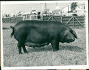 Animals : Pigs - Vintage Photograph