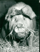 Animals : Pigs - Vintage Photograph
