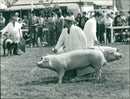 Animals : Pigs - Vintage Photograph