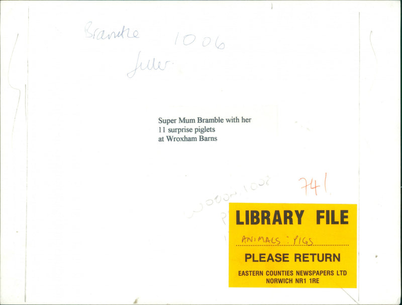 Animals : Pigs - Vintage Photograph