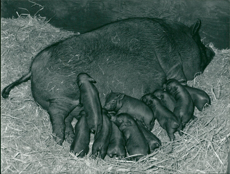 Animals : Pigs - Vintage Photograph