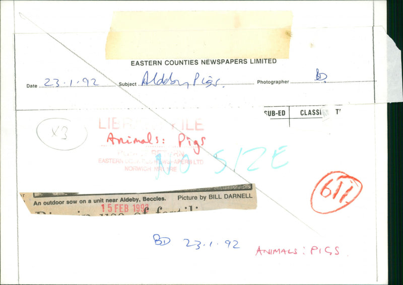 Animals : Pigs - Vintage Photograph