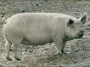 Animals : Pigs - Vintage Photograph