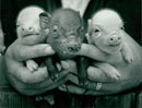 Animals : Pigs - Vintage Photograph