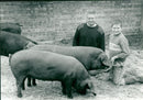 Animals : Pigs - Vintage Photograph