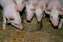 Animals : Pigs - Vintage Photograph