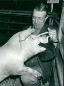 Animals : Pigs - Vintage Photograph