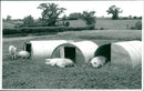 Animals : Pigs - Vintage Photograph
