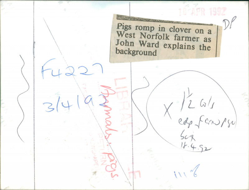 Animals : Pigs - Vintage Photograph