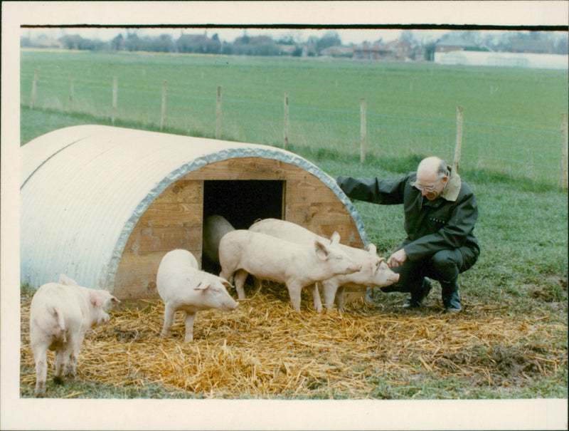 Animals : Pigs - Vintage Photograph